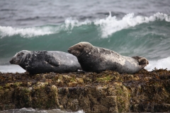 Seals on the rocks